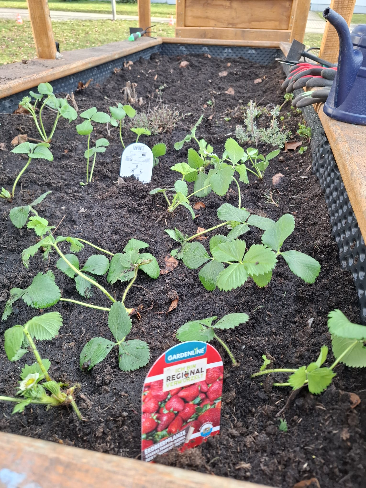Transfer von Burg zur Waldschule – Gemüsebeet und Demokratieprojekt „Kinder, Könige und die runde bunte Welt”